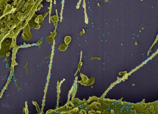 Estudo constata infecção simultânea por duas linhagens do coronavírus