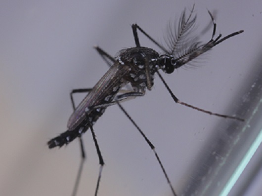 Dengue