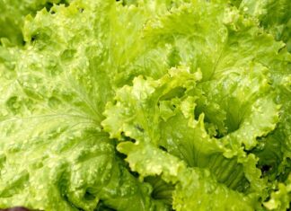 Boa alimentação ajuda a ter uma noite de sono tranquila