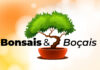 Bonsais & Boçais