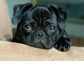 Cães atribuem ao seus donos a figura de pai e mãe