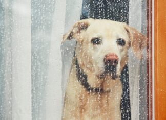Redobre os cuidados com os pets em época de chuva