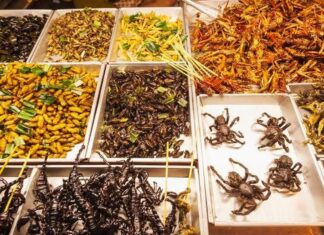 Gastronomia exótica: Conheça os pratos mais esquisitos do mundo