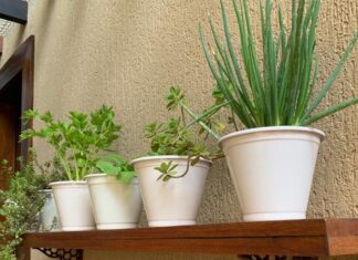 Quintal Produtivo da Etec de Limeira é finalista na 19ª edição da Febrace Horta Sustentável