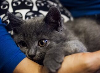 Celebre o Dia Mundial do Gato dando muito amor ao seu bichano