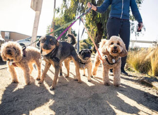 Cachorros reconhecem seus pais? O Dog Walker substitui os donos?