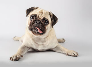 17 pets que roubaram a cena e conquistaram os crushes de seus donos Pets