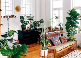 Cinco plantas que crescem rápido para ter em sua casa