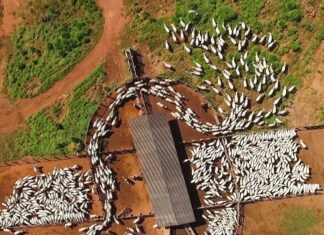 Desinformação e o manejo pecuário Coluna Quincas Borba #1