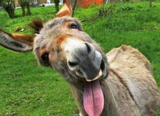 Elite burra e povo ignorante