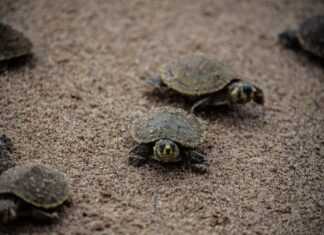 Chi va piano va sano e va lontano Coluna do Quincas Borba #4