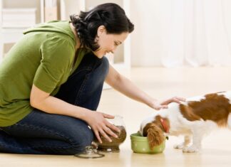Você sabe o que é um um pet sitter e onde encontrar? Pet Sitter