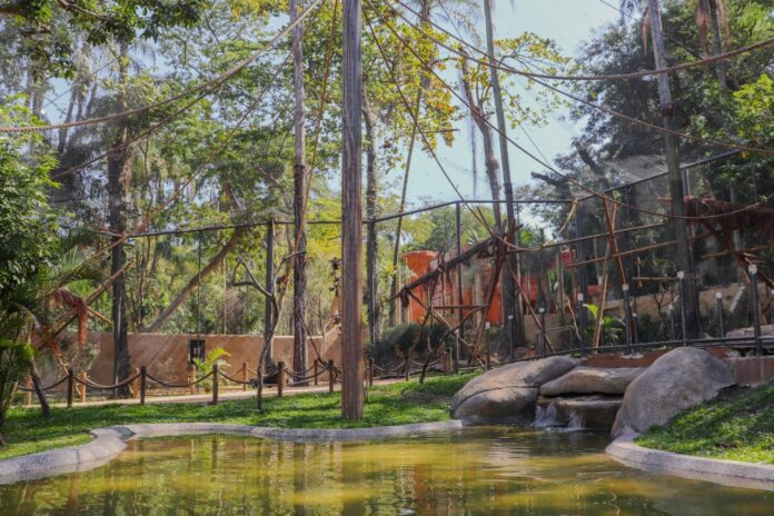 Conheça o circuito de visitação do BioParque no Rio de Janeiro - RC 8:32