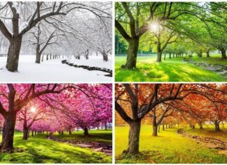 Veja a relação dos signos com as estações do ano