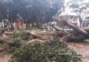 Eucalipto com mais de 20 metros cai no Jardim Público de Rio Claro