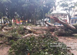 Eucalipto com mais de 20 metros cai no Jardim Público de Rio Claro