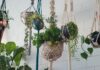 Hangers: saiba quais as plantas ideais para serem penduradas