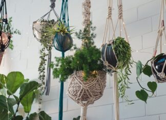 Hangers: saiba quais as plantas ideais para serem penduradas