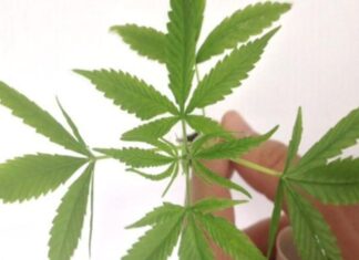 Turismo da Maconha: seis países em que o consumo recreativo é legalizado