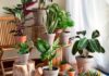 Saiba quais as espécies de plantas mais indicadas para apartamentos e casas