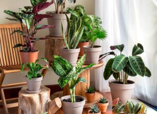 Saiba quais as espécies de plantas mais indicadas para apartamentos e casas