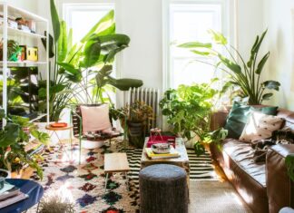 Onze espécies de plantas que melhoram a qualidade do ar