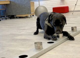 Rússia registra primeira vacina do mundo para animais contra Covid-19