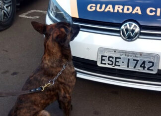 Equipe da GCM apreende drogas no Terra Nova