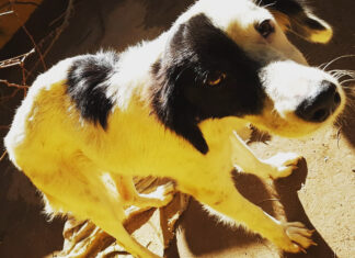 GCM resgata animal em condições de maus-tratos