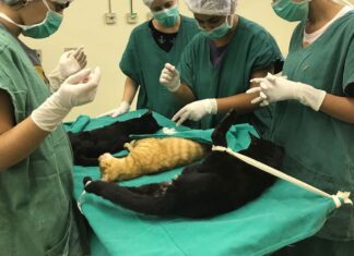 Cirurgias veterinárias podem ser suspensas para reduzir uso de insumos
