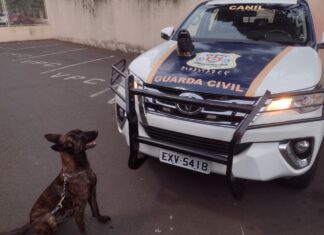 Cão Argos encontra drogas em escola localizada no Jd. Novo Wenzel