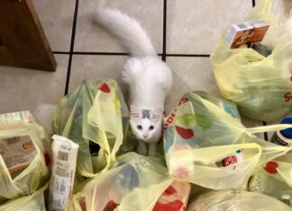 Por que gatos gostam de mastigar plásticos? Saiba como corrigi-los