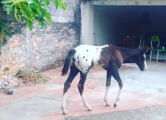 Potro furtado de sítio é localizado pela GCM dentro de uma casa no bairro Consolação