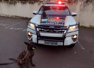Cão Argos do Canil da GCM localiza drogas no Jd. Novo II