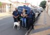 Patrulha Animal da GCM resgata dois cães abandonados
