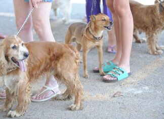 Pesquisa mostra taxa maior de infecção de animais pela Covid-19
