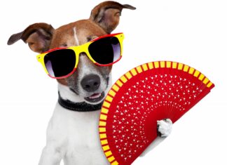 Lei espanhola dá direitos aos animais semelhantes aos dos seres humanos