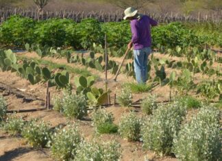 Embrapa cria produto capaz de aumentar resistência vegetal à seca