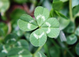 Você sabe quais são os signos mais sortudos do zodíaco? Clique aqui e descubra!