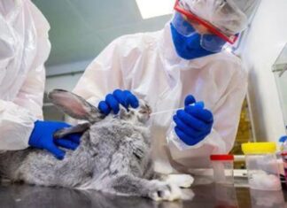 Rússia produz primeiro lote de vacina contra Covid-19 para animais