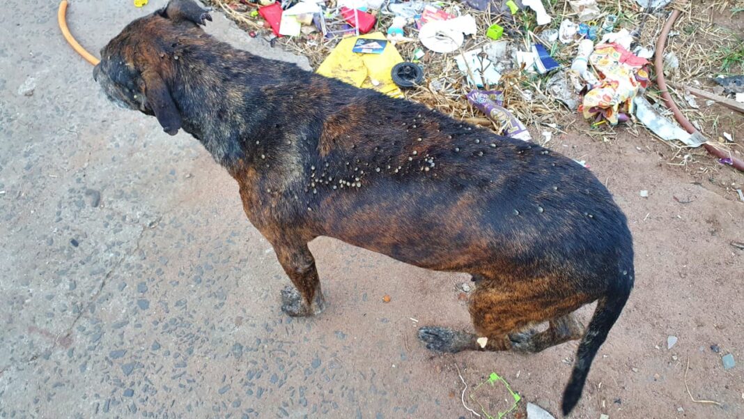 Cachorro coberto de carrapatos é resgatado pela GCM em Rio Claro