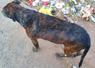 Cachorro coberto de carrapatos é resgatado pela GCM em Rio Claro Cachorro coberto de carrapatos é resgatado pela GCM em Rio Claro