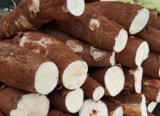 800 quilos de mandioca são entregues ao Banco de Alimentos 800 quilos de mandioca são entregues ao Banco de Alimentos