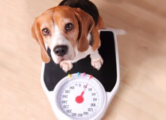 Obesidade: os malefícios e tratamentos para o pet com sobrepeso