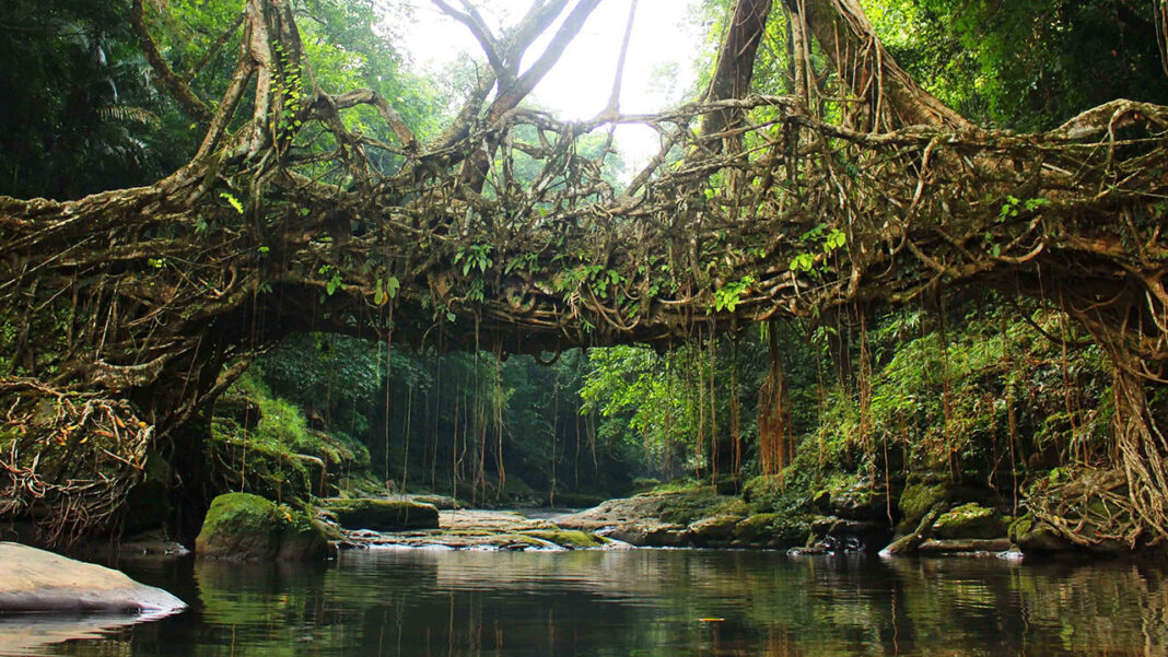 Coluna do Quincas Borba: As pontes de árvores vivas