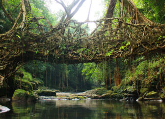 As pontes de árvores vivas Coluna do Quincas Borba: As pontes de árvores vivas