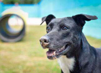 Lago Azul recebe evento “Audote” na manhã deste sábado Lago Azul recebe evento "Audote" na manhã deste sábado