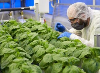 Covid-19: vacina de tabaco será testada no Brasil Vacina de tabaco contra Covid-19 será testada no Brasil