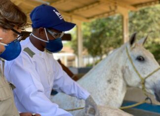 Anvisa autoriza testes de soro anticovid em humanos Anvisa autoriza testes de soro anticovid em humanos