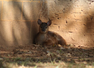 Zoológico de Piracicaba abre votação para nome de novo morador Zoológico de Piracicaba abre votação para nome de novo morador